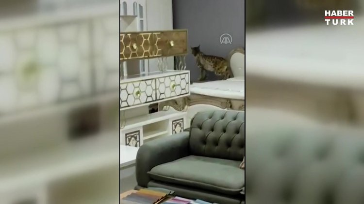 Gümüşhane'de nesli tükenme tehlikesinde olan vaşak mobilya mağazasına girdi