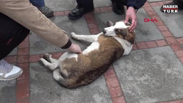 Yaralanan köpeğin arkadaşı yanından ayrılmadı