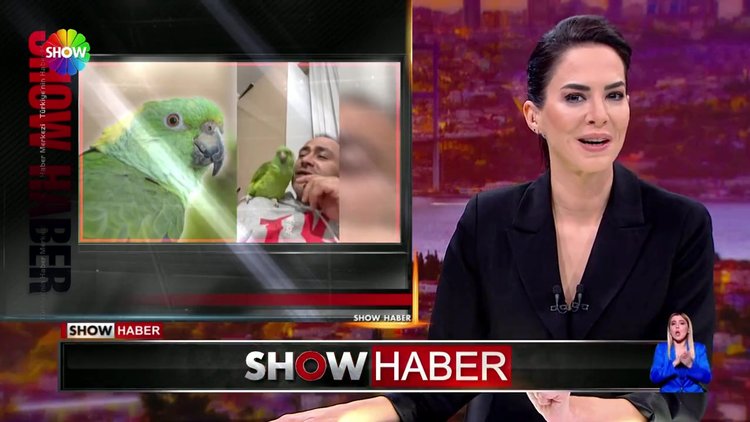 Kahkahacı papağan Melo