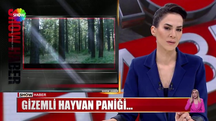 Gizemli hayvan paniği...