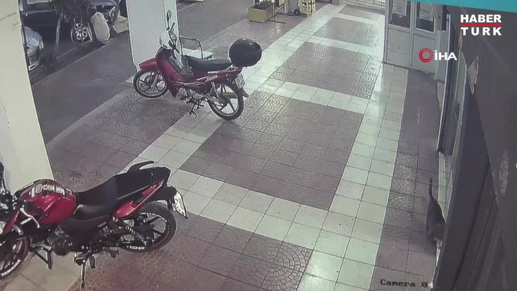 Obez kedi asma tavanı böyle çökertti