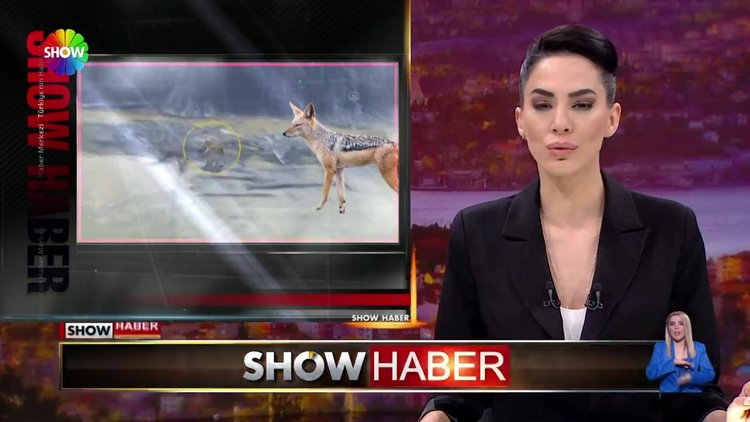 Çakal sulama havuzuna düştü