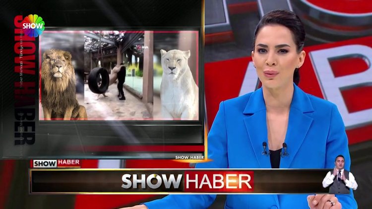 Aslan ile veterinerin dostluğu...