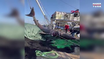 İzmir’de ağlara 2 ton ağırlığında, 10 metrelik köpekbalığı takıldı