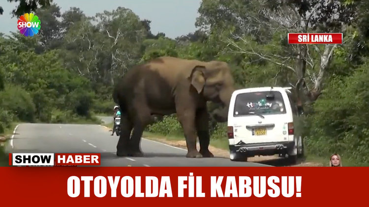 Otoyolda fil kabusu!
