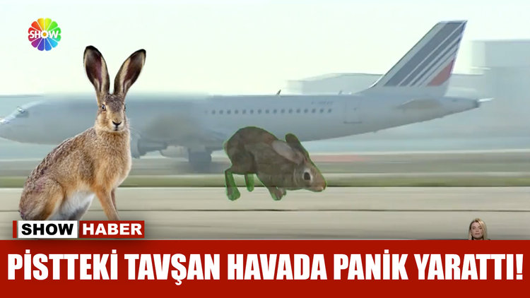 Pistteki tavşan havada panik yarattı!