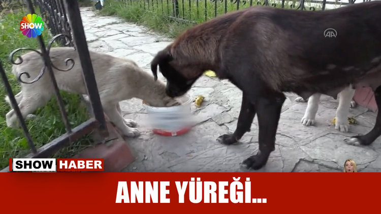 Kendisi yemedi, yavrularına yedirdi