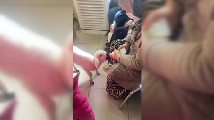 Kuzu "Ela" Ankara Eğitim ve Araştırma Hastanesinde ilgi odağı oldu