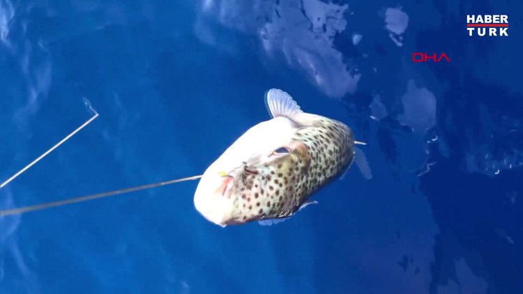 Marmara Denizi'nde yabancı tür tehlikesi
