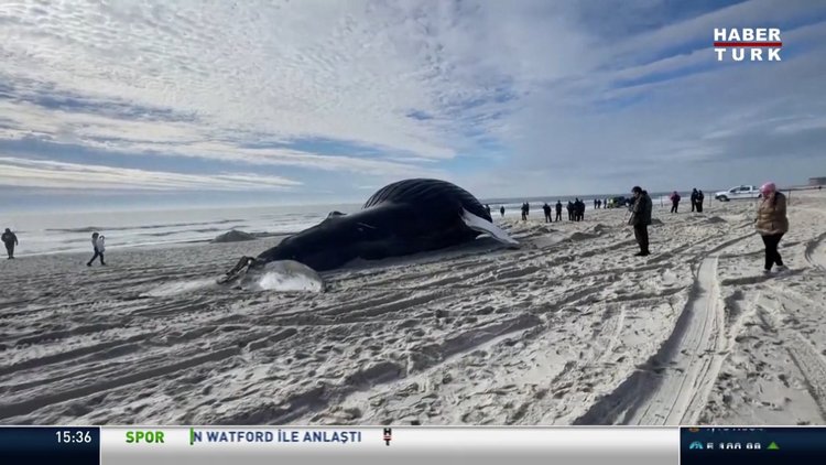 ABD'de kambur balina kıyıya vurdu!