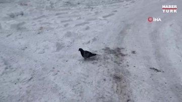 Ağrı dondu, camlar buz tuttu