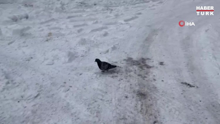Ağrı dondu, camlar buz tuttu