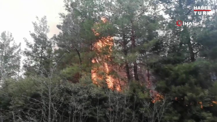 Tokat'ta orman yangını