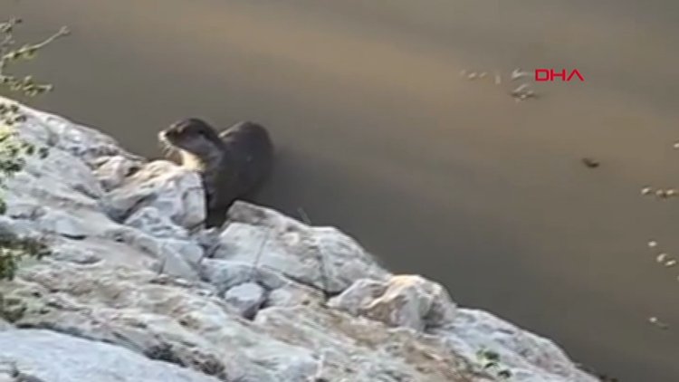 Tunceli'de nesli tehdit altındaki su samuru görüntülendi