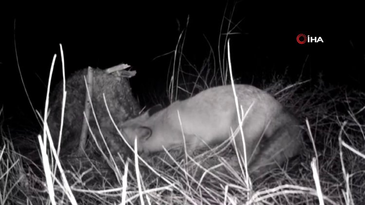 Tilkinin post mücadelesi fotokapana yansıdı