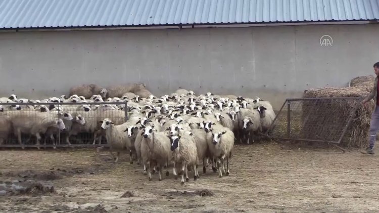 Amasya'da süt kuzularının anneleriyle buluşma anı görüntülendi