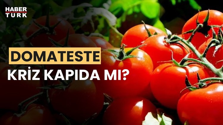 Domates ihracatı nasıl olmalı? Dr. Erhan Ekmen yanıtladı