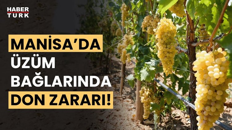 Manisa&#039;da bağcılık ile uğraşan üreticiler zorda!
