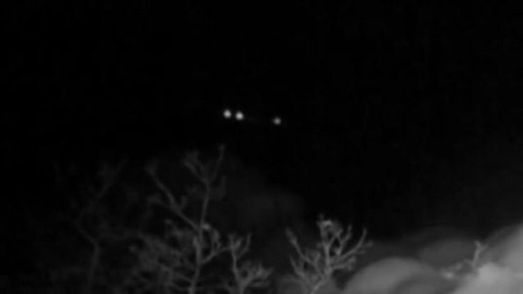 Kırmızı listedeki vaşağın eşine seslenmesi fotokapanda