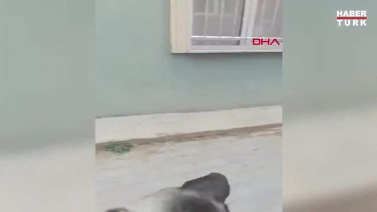 Havsa'da kaybolan sokak köpekleri için hayvanseverlerden suç duyurusu