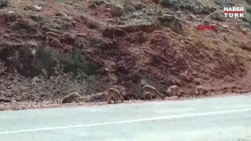 Tunceli'de yaban keçileri kara yolunda görüntülendi