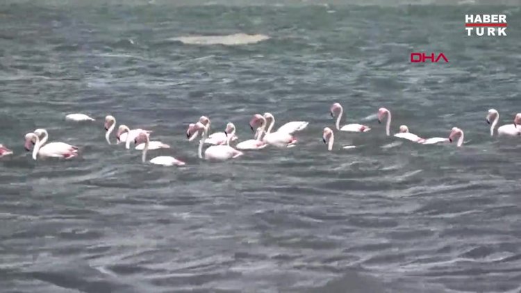 Flamingoların ilk kafilesi Van Gölü'ne geldi