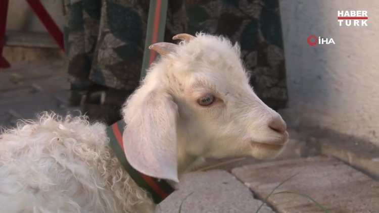 Kuzusuna bebek gibi bakıyor, yanından hiç ayırmıyor