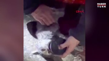 Rusya’da yangında bilinci kapalı olarak bulunan kedi hayata döndürüldü