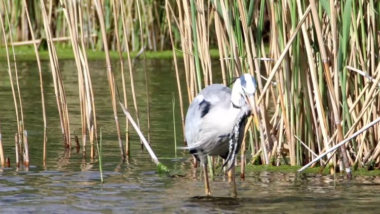 Gri balıkçılın kurbağa avı kameraya takıldı
