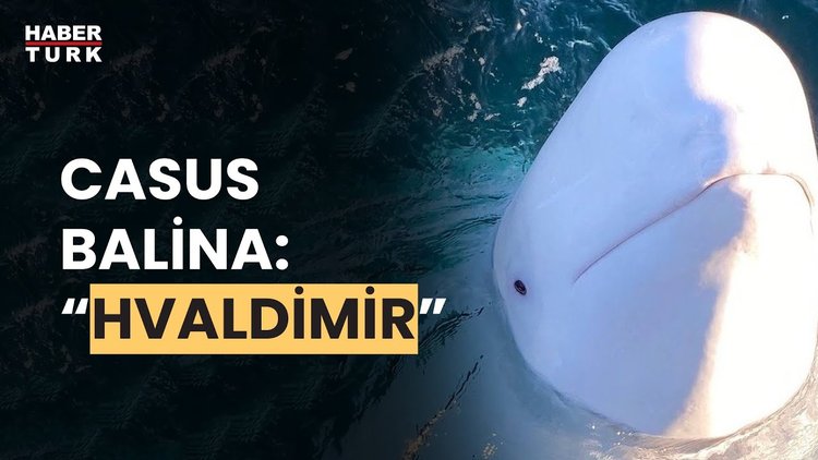 Norveç&#039;ten casus balina uyarısı: &quot;Yaklaşmayın&quot;