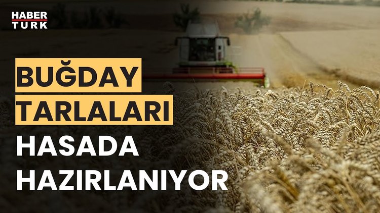 Yağışlar hububatta yüzleri güldürdü