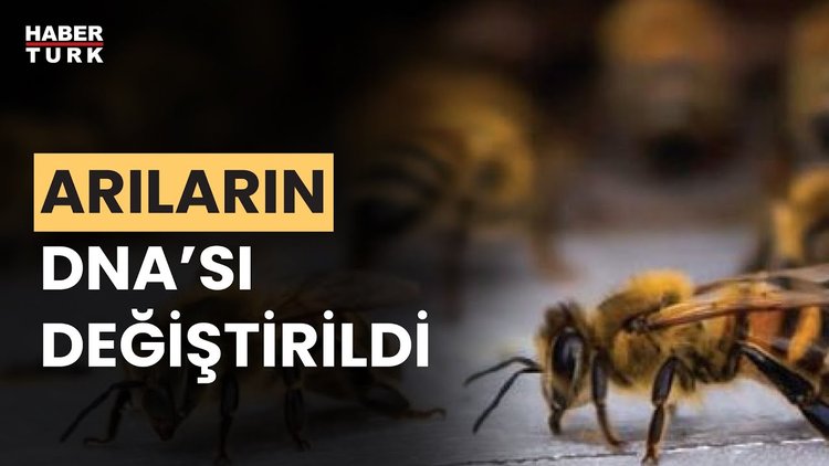 Arıların nesli tehlikede mi? Prof. Dr. Korkut Ulucan aktardı