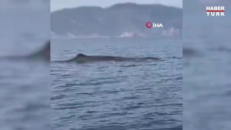 Marmaris açıklarında balina sürprizi