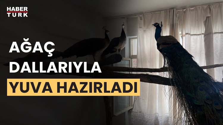 Tavus kuşu besleyene ceza