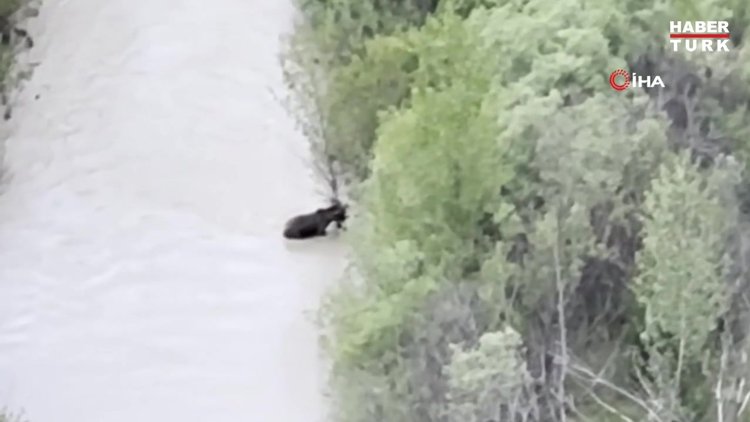 Sivas'ta ayının yavrusunu ağzına alıp nehirden geçirdiği anlar kamerada