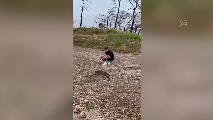 Manavgat'ta piknik yapan gencin aracına giren tilki görüntülendi