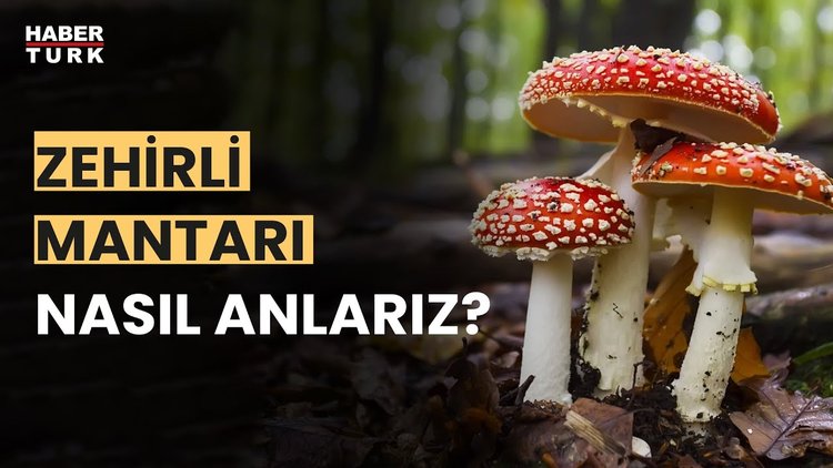 Doğadan mantar toplarken nelere dikkat edilmeli? Semra Erol yanıtladı