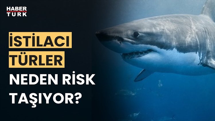 Köpek balığı saldırıları artar mı? Prof. Dr. Mehmet Gökoğlu yanıtladı