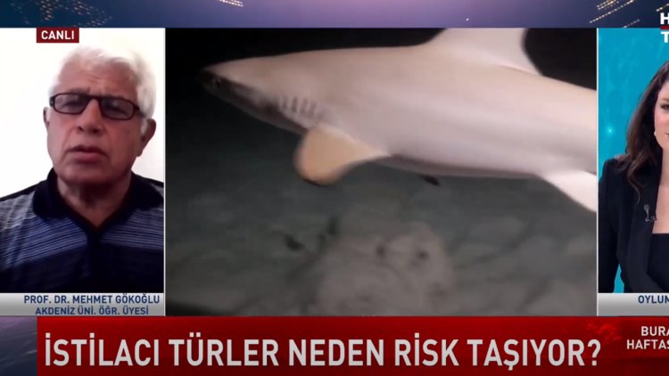 Burası Haftasonu - 11 Haziran 2023 (Köpek balığı saldırıları artar mı?)