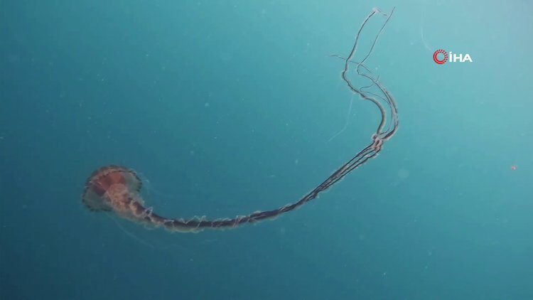 İstanbul'da 4 metrelik zehirli denizanası böyle görüntülendi