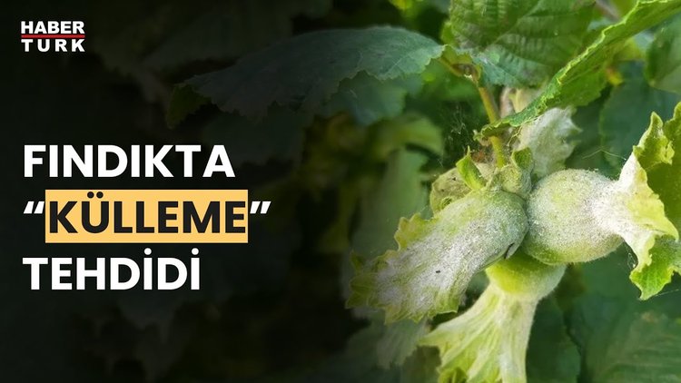 Ordu&#039;da fındığı mantar hastalığı vurdu