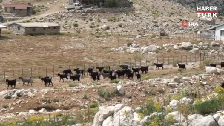 Antalya'da yörükler yaylalara yerleşmeye başladı