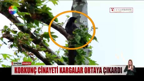 Video poster resmi