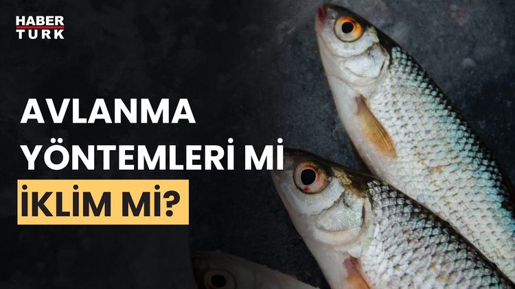 Kıyılarımızda balık neden azalıyor?  Prof. Dr. Mehmet Gökoğlu yanıtladı