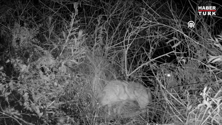 Aras Nehri kıyısında yiyecek arayan çakal sürüsü fotokapana yansıdı