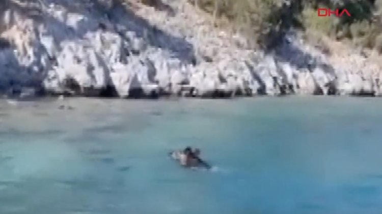 Muğla'nın Bodrum ilçesinde, bir yaban domuzu denizde yüzerken görüntülendi