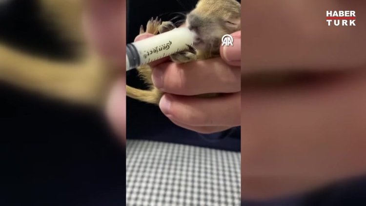 Bitkin bulunan Anadolu yer sincabı, koruma altına alındı