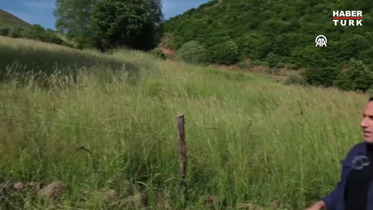 İstilacı çekirgeler tarımsal ürünler için tehdit oluşturuyor