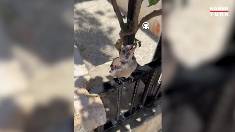 Sıcaktan etkilenen kuş bir kişinin elinden su içti