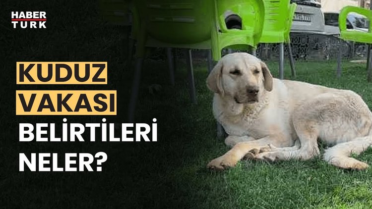 Kuduz şüphesi durumunda ne yapmalı? Prof. Dr. İftihar Köksal yanıtladı
